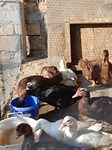 Ördəklər: 2 eded 6 ayliq yaxshi beslenmish ruan ordek(erkek dishi)cutu 125azn 5 -da lalafo.az — 2 Ördəklər: 2 eded 6 ayliq yaxshi beslenmish ruan ordek(erkek dishi)cutu 125azn 5 — 2