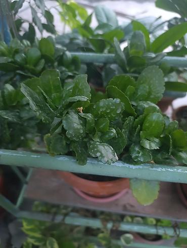 Молочаи: Комнатное растение «Молочай Милла» (Euphorbia milii, «Корона Христа») — 10