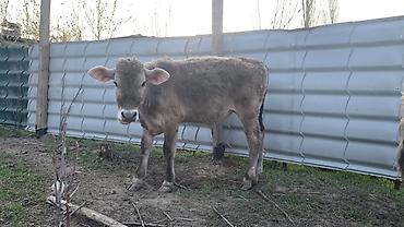 Коровы, быки: Продаю | Бык (самец) | На откорм — 2