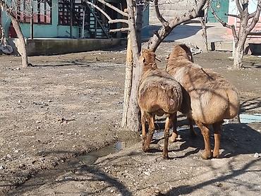 Баран, овца: Продаю | Баран (самец) | Арашан | Для разведения — 1