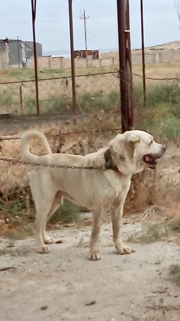 tap az itler kangal: Qurdbasar, 3 il, Erkək, Peyvəndli, Rayonlara çatdırılma — 2