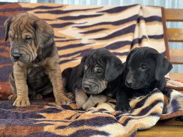 Продажа собак: Шарпей, 2 месяца, Самец — 7