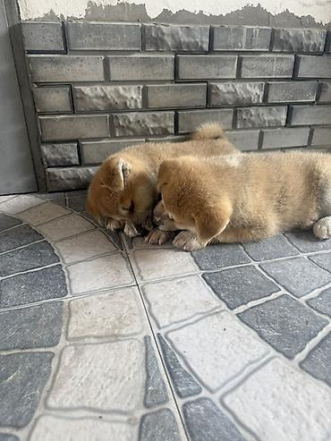 qurd basar iti: Akita-inu, 2 ay, Erkək — 1