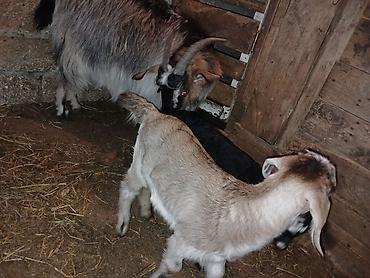 Keçilər, çəpişlər: Məhsul: Balalı keçi Təsvir: - Balalar mart ayının 17-si doğulub.1 -da lalafo.az — 6 Keçilər, çəpişlər: Məhsul: Balalı keçi Təsvir: - Balalar mart ayının 17-si doğulub.1 — 6