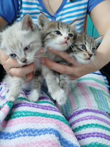 наполнители для кошек: Котята кушают соми в хорошие руки