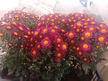 Размещение рекламы: В продаже комнатные цветы и многолетние садовые цветы. 1. Алое вера — 20