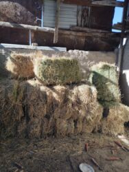 мопс купить бишкек: Тюк клевер 2й косс
25 штук