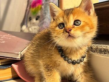 Кошки: Шотландская вислоухая — 1
