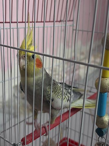 heyvan yemi: Məhsul: Nimfa (Cockatiel) cütü və qəfəs dəsti Təsvir: - İki ədəd — 2