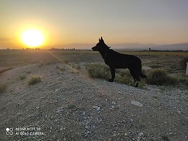 Продажа собак: Дрессировка собак. если у Вас с с вашим питомцем проблемы, значит не at lalafo.kg — 9 Продажа собак: Дрессировка собак. если у Вас с с вашим питомцем проблемы, значит не — 9