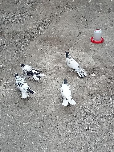 Növ: Ev göyərçinləri (ağ-qara və ağ-qəhvəyi naxışlı) Say: Şəkillərdə