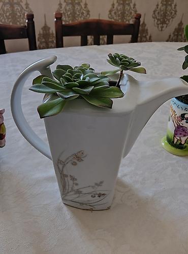 kala: 3 ədəd otaq bitkiləri: pul ağacı (krasula), daş gülü (echeveria) və — 3