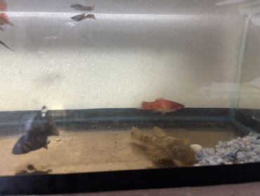 Balıqlar: Sülhsevər -da lalafo.az — 7 Balıqlar: Sülhsevər — 7