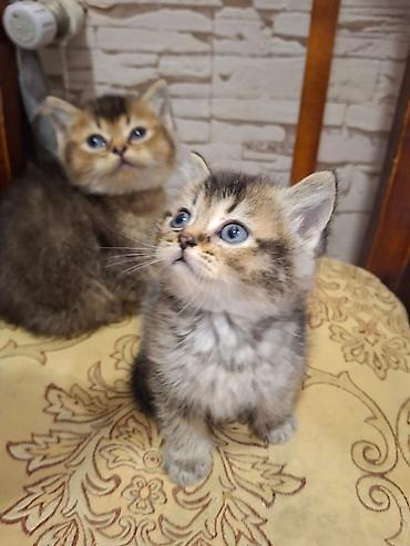 Pişiklər: Şinşilla, Dişi — 12