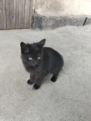 домик для кошка: 3 месяца, Мальчик, Метис