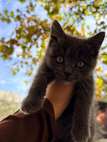 котята веслоухие: В самые добрые и ответственные руки отдаем котят!!! Шотландские котята — 6