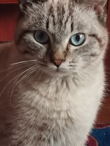 котен кыз: Потерялся кот, неделю назад в Кызыл Аскера улица джамгерчинова если
