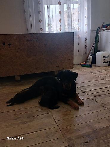 İtlər: Rotveyler, Peyvəndli — 6