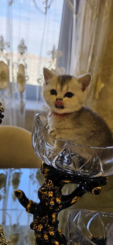 ragdoll pisik: Şınşıla cins pişiklər həm dişi həm erkek . öz pişiyimin balalarıdı — 4