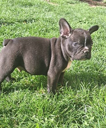 Psi: Prelepi štenci francuskog buldoga na prodaju. Očišćeni od parazita i na lalafo.rs — 11 Psi: Prelepi štenci francuskog buldoga na prodaju. Očišćeni od parazita i — 11