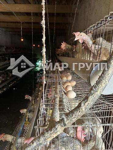Продажа сельхоз предприятий: Птицеферма, 10 соток, Действующий — 12