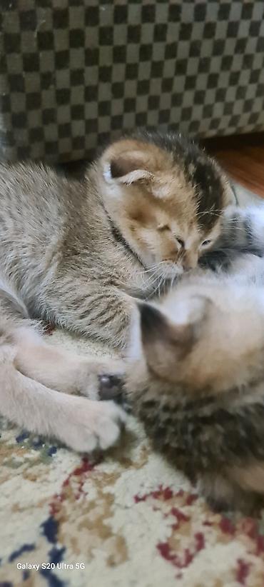 вислоухий баран кролик купить: Котята шотландские вислоухие (Scottish Fold) - Окрас: золотисто‑табби — 4