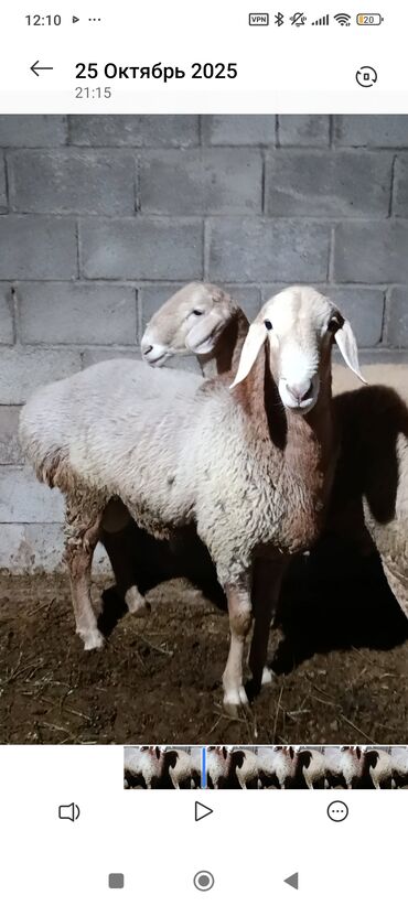 продажа баранов в бишкеке: Продаю | Баран (самец) | Для разведения | Племенные