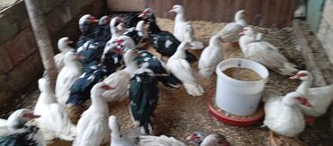 Ördəklər: Təcili satılır.Real alıcılar əlaqə saxlaya bilər — 10