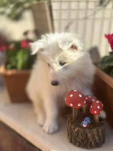 samoyed balasi satilir: Samoyed, 2 ay, Erkek, Peyvəndli, Ünvandan götürmə
