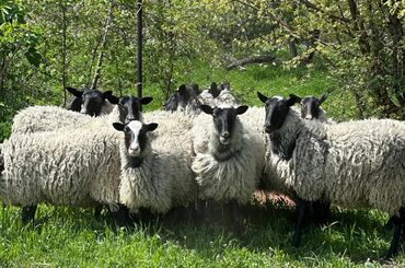 Бараны, овцы: Продаю | Овца (самка), Ягненок, Баран (самец) | Гиссарская, Романовская | Для разведения | Племенные, Котные, Осеменитель