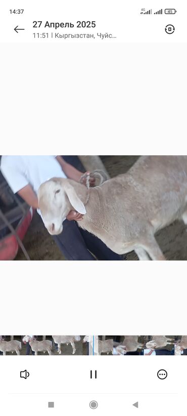 Бараны, овцы: На продажу кочкор 2 года прямой сын Вованыча цена 100 т сом