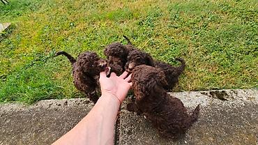 Psi: Lagotto Romagnolo štenci Dostupni štenci Lagoto Romanjolo od roditelja — 7