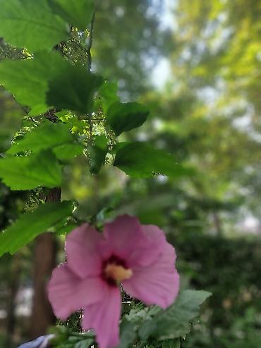 сирийский: Сирийский гибискус (Hibiscus syriacus) — декоративный листопадный — 2