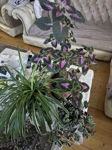 Otaq bitkiləri: Her nov guler var endirimnen verecem Gencedi istiyen yazsin satiş — 86