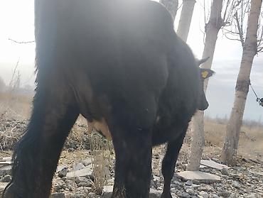 Коровы, быки: Продаю | Корова (самка) | Для молока | Привязанные — 12