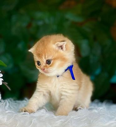 Pişiklər: Şotland — 2