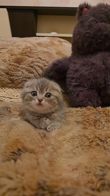 Pişiklər: Şotland — 19