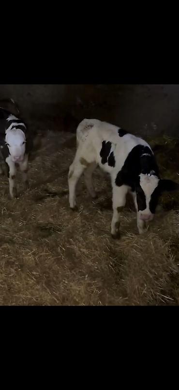 Dana, buzov: Satış üçün buzovlar - Növ: südlük/dana növü, qarışıq ləkəli rənglər — 9