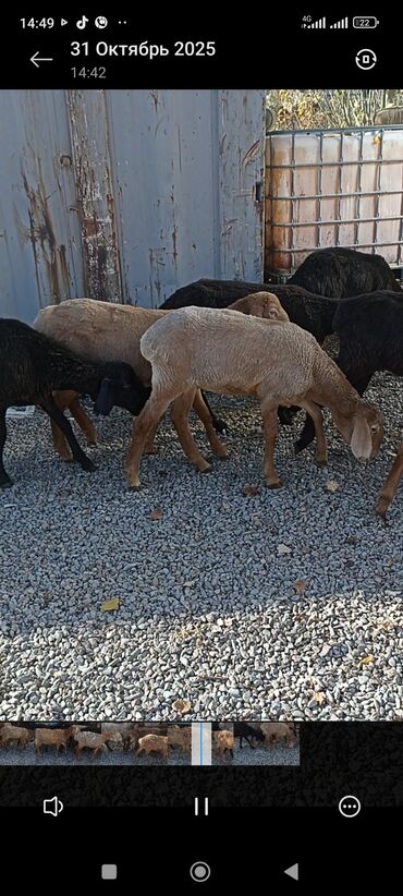 животные карова: Продаю | Баран (самец) | Для разведения