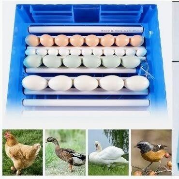 İnkubatorlar: Çin, Fabrik istehsalı, Tam avtomat, Bütün növ quşlaq üçün — 8