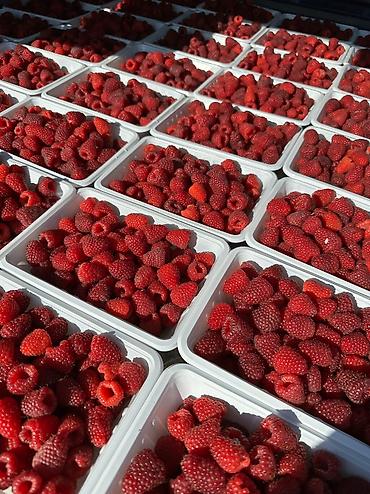 кочмо душ бишкек: Саженцы малины Полана – на осень под заказ 🌱 Принимаем заказы на — 7