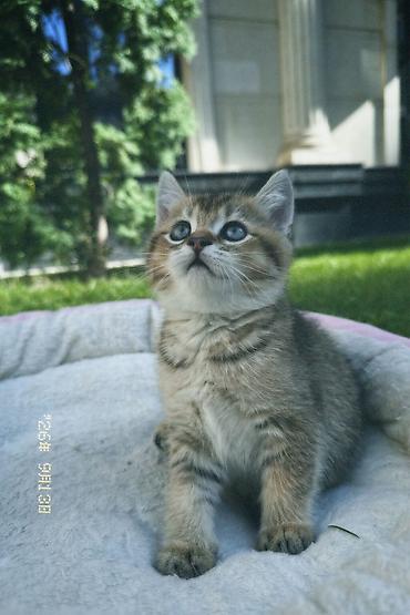 купить породистых котят: Скотиш Страйт (Шотландская прямоухая), 1 месяц, Мальчик, Золотая шиншилла, Приучена к лотку — 2