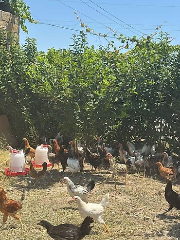 qaz cuceleri: Salam çolpalar satılır 10eded çox alana endirim olacaq - Açıq havada — 1