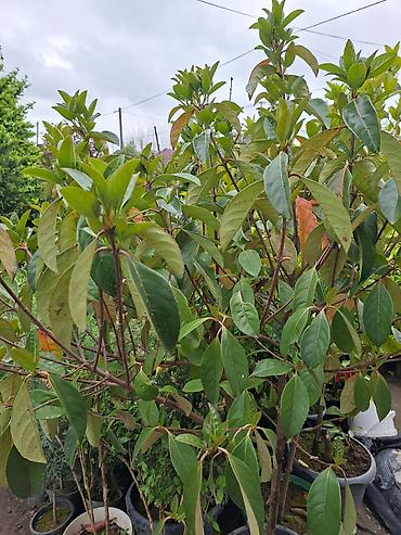 Ağaclar: Ağac, gullerin satişi — 3