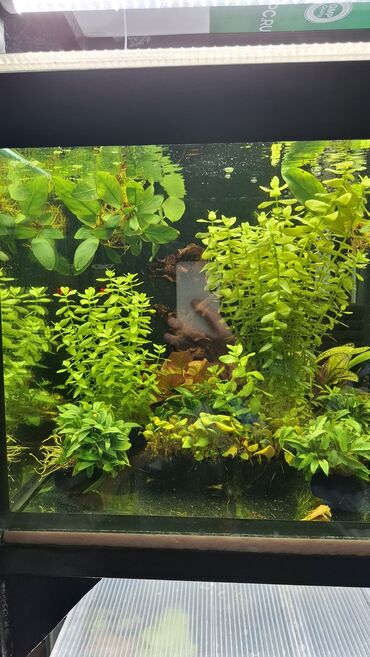 Аквариумы: Аквариумные растения — живые, выращенные в воде Предлагаются — 1