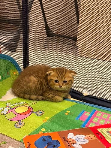 Животные: Scottish Fold balası – qızıl rəngli tabby - Cins: Scottish Fold — 2