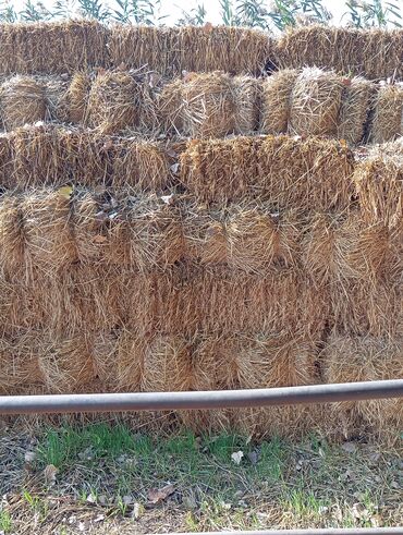 собака курцхаар: Арпа саман сатылат 400 түк бар село ленинскийде Продаю ячменную солому