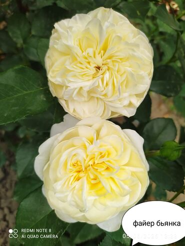 Şitillər: Salam Güllər Rusiyada gelib xarici gülldü nömrədə whatsapp var — 64