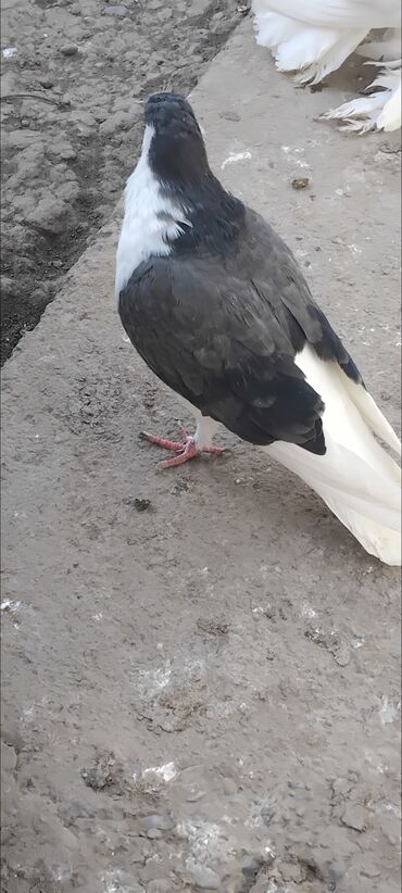 Göyərçinlər: 3 eded delfin 1 cütdür bala verir saglam heyvanlardir 3 ededi 45 manat — 8