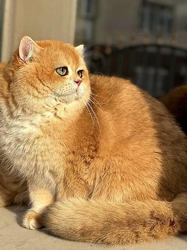 Продажа кошек: Британская короткошёрстная, 10 месяцев, Мальчик, Золотая шиншилла — 4